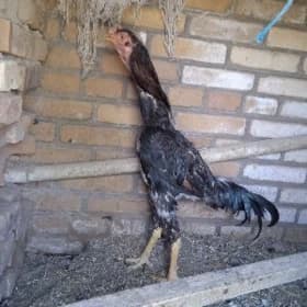 horaz