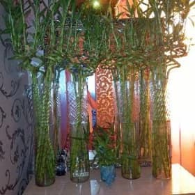 Bambuk wazaly/ Бамбуки и Вазы