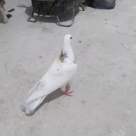 kepderi