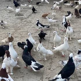 Kepderi голуби