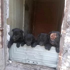 ýewrapeýyski awçarka