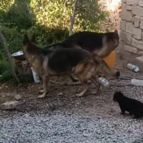 Awçarka