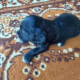 Arassa rus spaniel