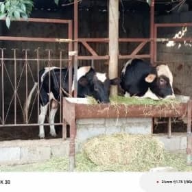 arassa tohym öküzler