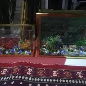 Akwarum