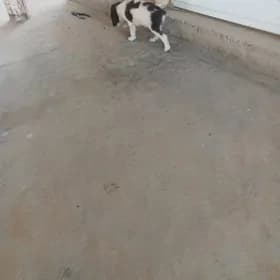 awçy güjik