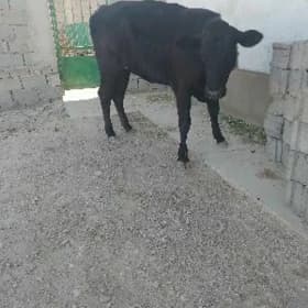 sygyr