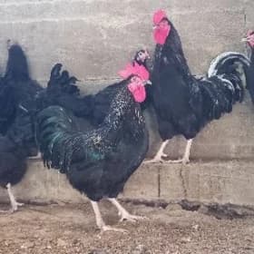 Jersi gigant towuk horaz bar