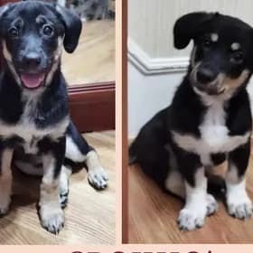 Собачки девочки