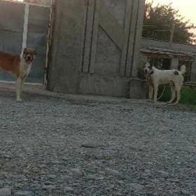 it