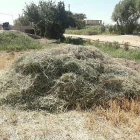 Ýaşyl saman