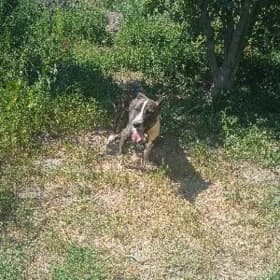 pitbul
