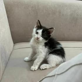 Котёнок