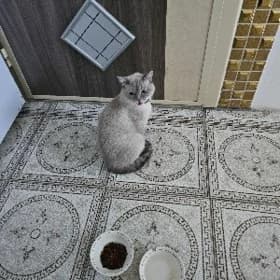 Нашлась Кошка