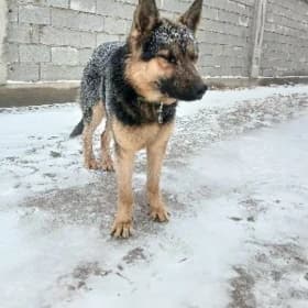 Tohumlyk üçin Afçarka