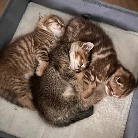 шотландские котята