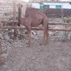 Ogşuk