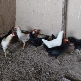 horazlar
