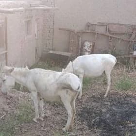 eşek