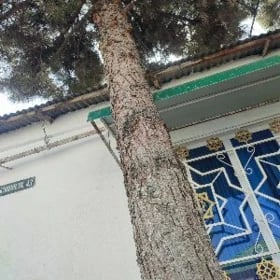 Agaç Bağ alýanlar jaňlaşaýsyn