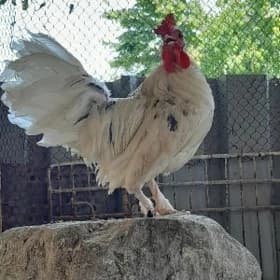 Karlik Horaz