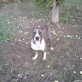 pitbul