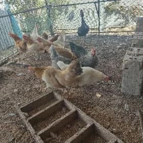 ,🐓🐔
