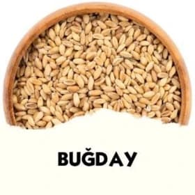 Bugday.