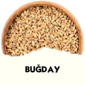 Bugday.