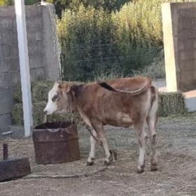 şwes göle