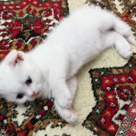 Şatlan pişikler