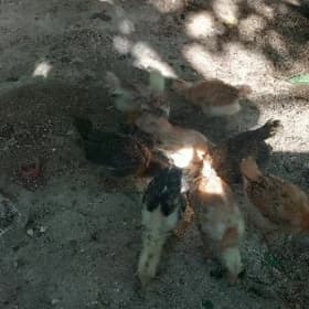 Turkmen towuk jüje