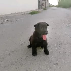 awçarka