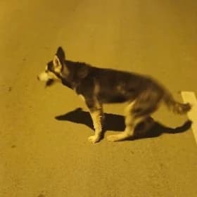 haski