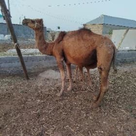 ogşuk
