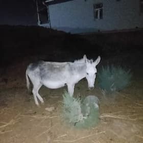 эшек араба