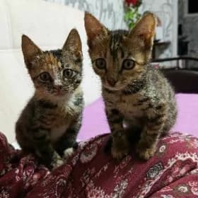Котята