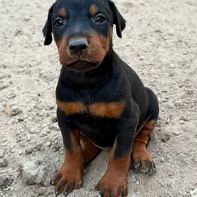 doberman gujikler