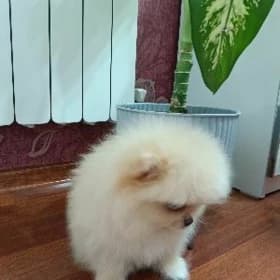 Мини шпиц мальчик мишка