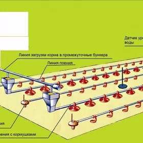 Broýler towuk saklamak üçin täze enjam