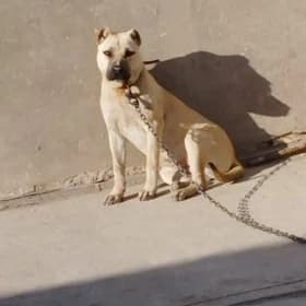 pidbull pitbull