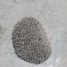 kirpi