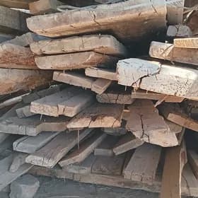 polluk agac sterpila