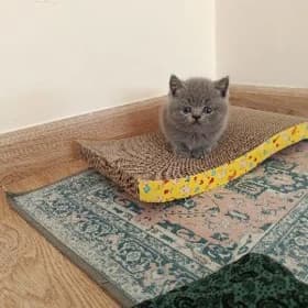 котята