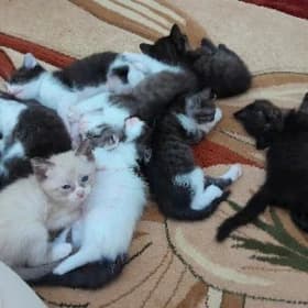 котёнок / pișik