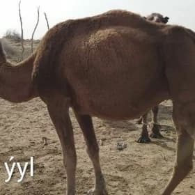 Düýe