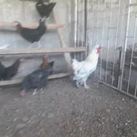 Балаклы хороз