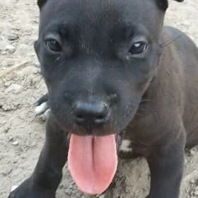 pitbul it