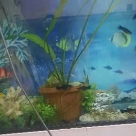 Cryptocoryne ot arassa