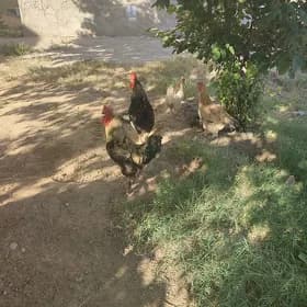 towuklar